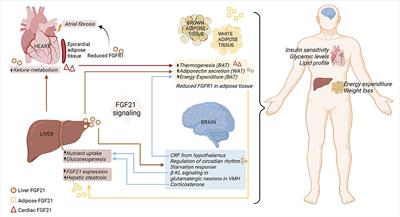 Multi-organ FGF21-FGFR1 signaling in metabolic health and disease